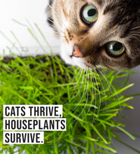 Organic Cat Grass Growing Kit with Black Cat Mug Planter