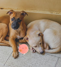 4 Pcs Dog Talking Toy Small Dog Toys Dog Squeaky Toys Interactive Dog Toy Dog Toy Squeakers Dog Toys for Puppies